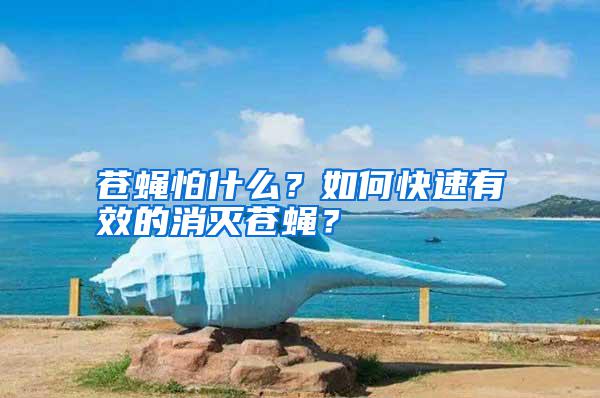 蒼蠅怕什么？如何快速有效的消滅蒼蠅？