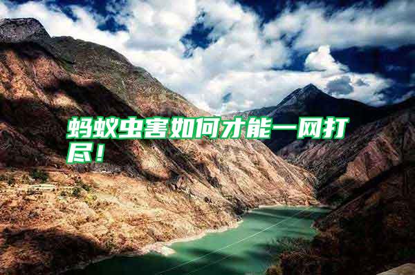 螞蟻蟲害如何才能一網打盡！