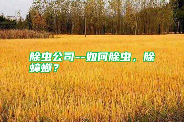 除蟲公司--如何除蟲，除蟑螂？