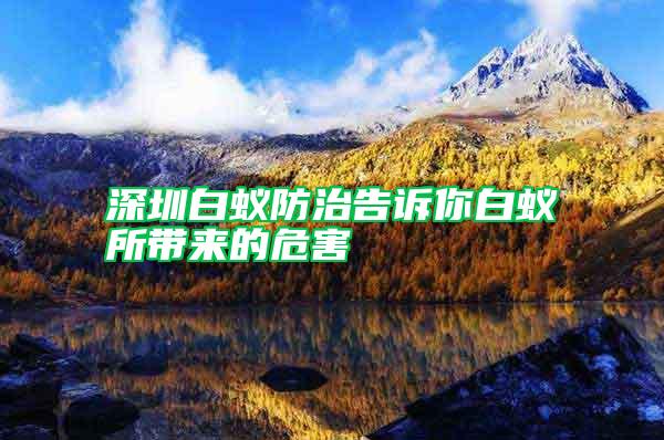 深圳白蟻防治告訴你白蟻所帶來(lái)的危害