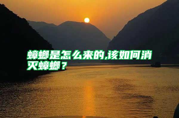 蟑螂是怎么來的,該如何消滅蟑螂？
