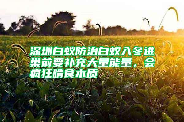 深圳白蟻防治白蟻入冬進(jìn)巢前要補(bǔ)充大量能量，會(huì)瘋狂啃食木質(zhì)