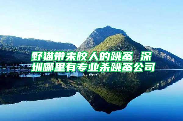 野貓帶來(lái)咬人的跳蚤 深圳哪里有專(zhuān)業(yè)殺跳蚤公司