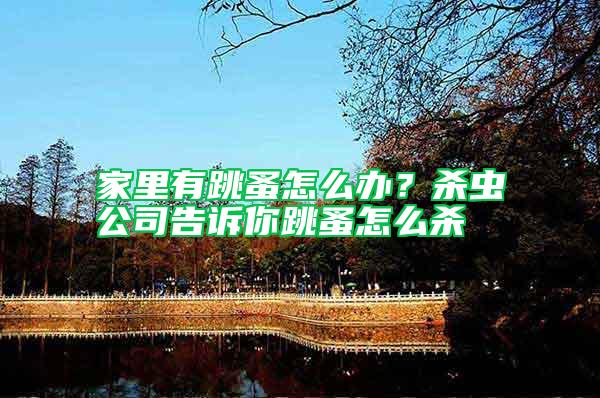 家里有跳蚤怎么辦？殺蟲公司告訴你跳蚤怎么殺