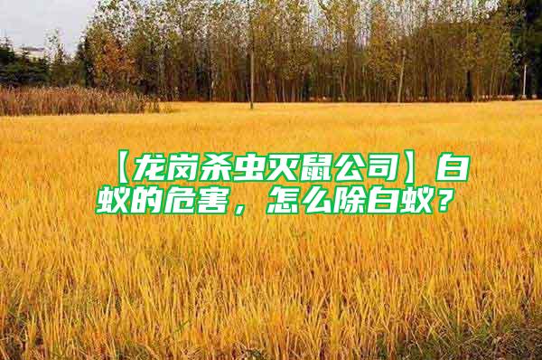 【龍崗殺蟲(chóng)滅鼠公司】白蟻的危害，怎么除白蟻？