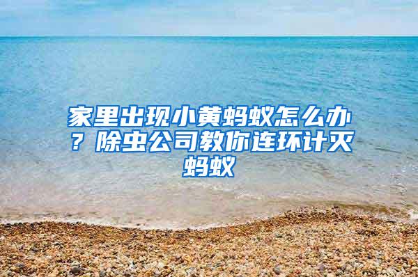 家里出現(xiàn)小黃螞蟻怎么辦？除蟲公司教你連環(huán)計(jì)滅螞蟻