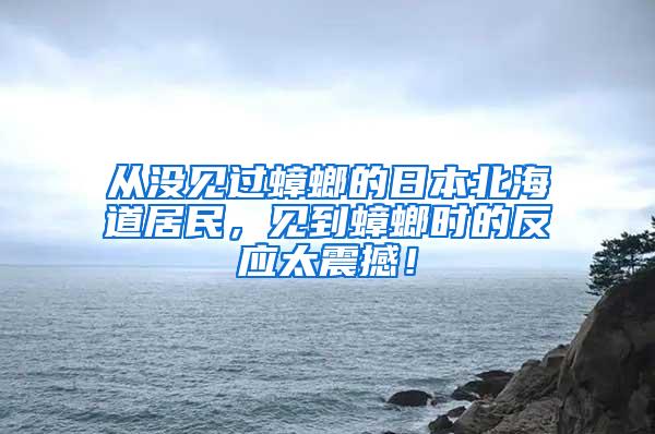 從沒見過蟑螂的日本北海道居民，見到蟑螂時的反應太震撼！