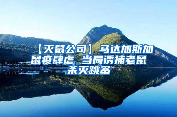 【滅鼠公司】馬達(dá)加斯加鼠疫肆虐 當(dāng)局誘捕老鼠殺滅跳蚤