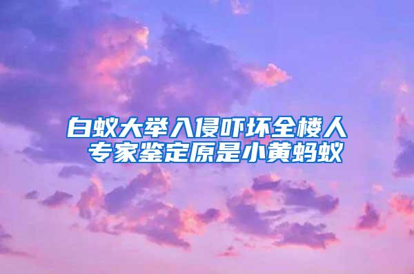 白蟻大舉入侵嚇壞全樓人 專(zhuān)家鑒定原是小黃螞蟻