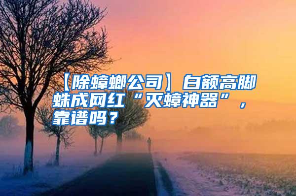 【除蟑螂公司】白額高腳蛛成網紅“滅蟑神器”，靠譜嗎？
