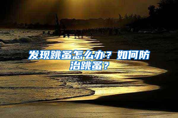 發現跳蚤怎么辦？如何防治跳蚤？
