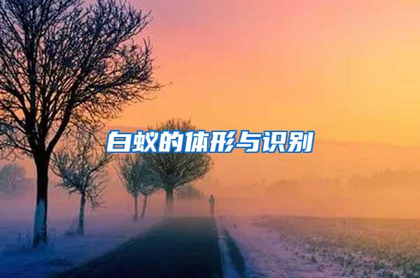 白蟻的體形與識(shí)別
