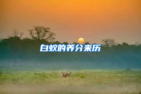 白蟻的養(yǎng)分來(lái)歷