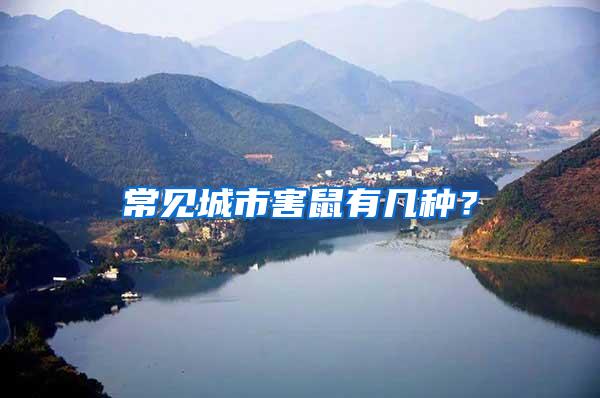 常見城市害鼠有幾種？