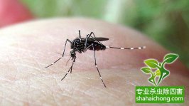 寨卡病毒蔓延全球或成真，家里如何做到沒蚊子