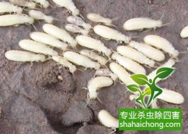 深圳白蟻防治白蟻對(duì)我國農(nóng)作物還不是重要的害蟲