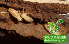 深圳白蟻防治公司解說白蟻危害對(duì)高層建筑的影響