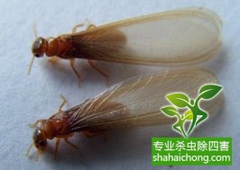 深圳白蟻防治：預(yù)防白蟻后，殘留的藥水會(huì)對(duì)人有毒嗎？