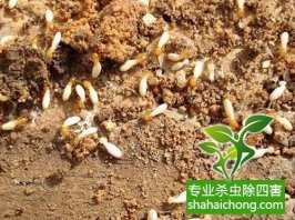 深圳白蟻防治：專家對(duì)房屋木構(gòu)件及木家具的滅蟻方法
