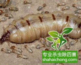 深圳白蟻防治白蟻來襲，房門咬出個(gè)大窟窿